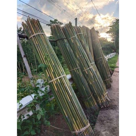 Bamboo Price in Philippines .